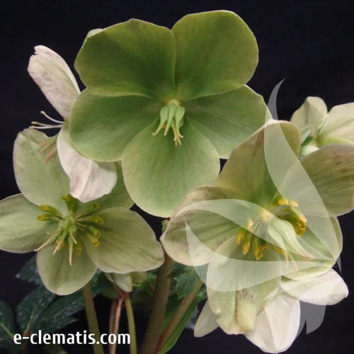 helleborus-snow-love-1-e-clematis.webp