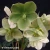 helleborus-snow-love-1-e-clematis.webp