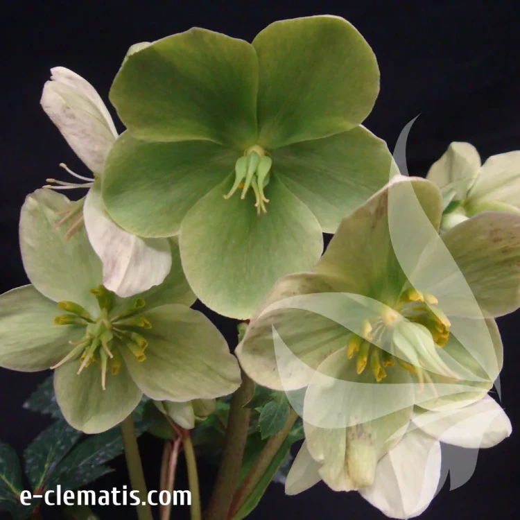helleborus-snow-love-1-e-clematis.webp