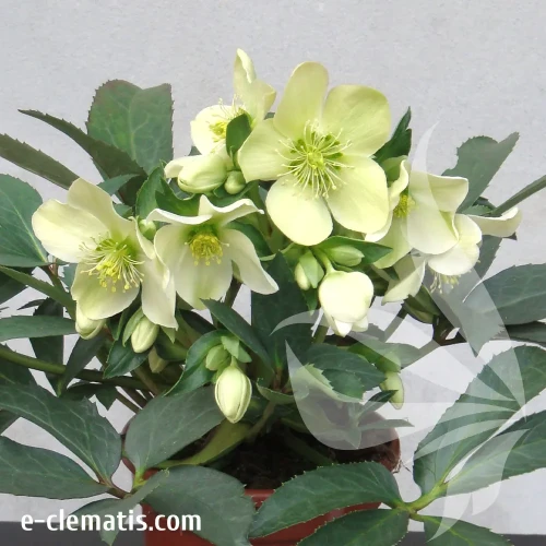 helleborus-winter-passion-1-e-clematis.webp