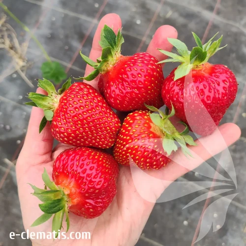 fragaria-annanasa-remiz-niwa-1-e-clematis.webp