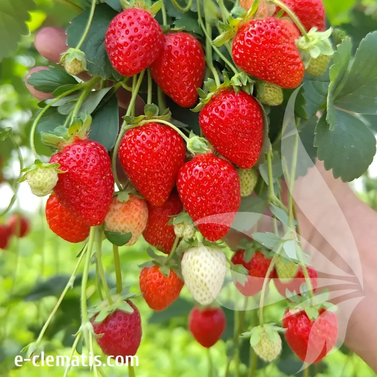 fragaria-annanasa-kaskada-niwa-1-e-clematis.webp