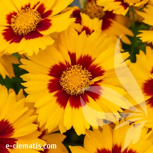 coreopsis-x-hybrida-calypso-red-eye-2-e-clematis.webp