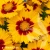 coreopsis-x-hybrida-calypso-red-eye-2-e-clematis.webp