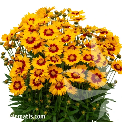coreopsis-x-hybrida-calypso-red-eye-1-e-clematis.webp