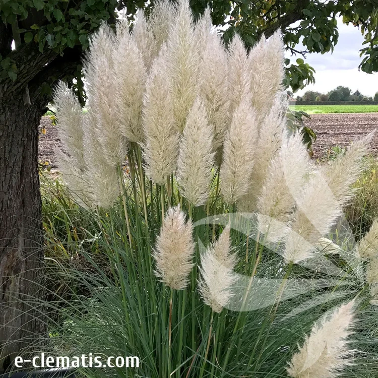 cortaderia-pumila-1-e-clematis.webp