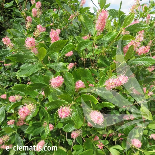 clethra-alnifolia-ruby-spice-2-e-clematis.webp