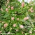 clethra-alnifolia-ruby-spice-2-e-clematis.webp