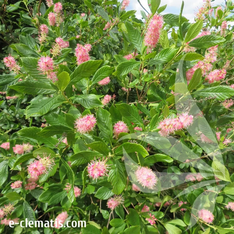 clethra-alnifolia-ruby-spice-2-e-clematis.webp