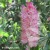 clethra-alnifolia-ruby-spice-1-e-clematis.webp