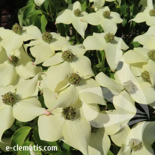cornus-kousa-2-e-clematis.webp