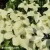 cornus-kousa-2-e-clematis.webp