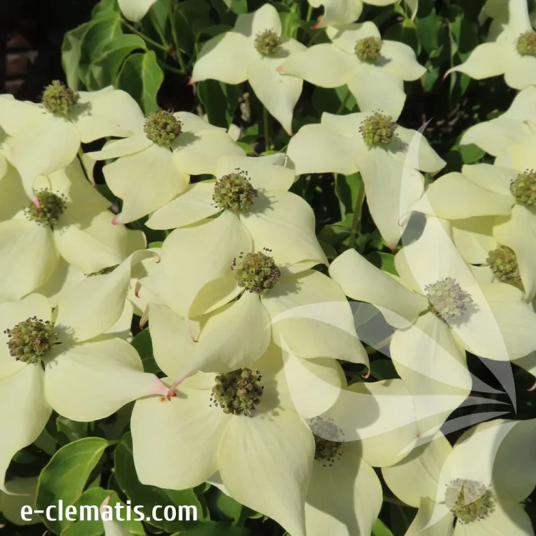 cornus-kousa-2-e-clematis.webp