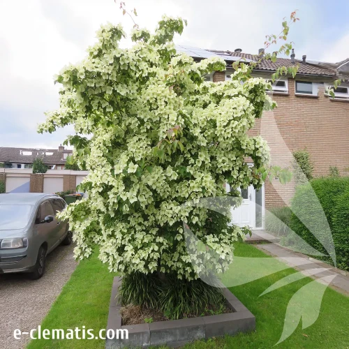 cornus-kousa-1-e-clematis.webp