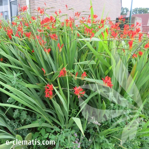 crocosmia-red-king-1-e-clematis.webp