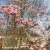viburnum-bodnantense-dawn-1-e-clematis.webp