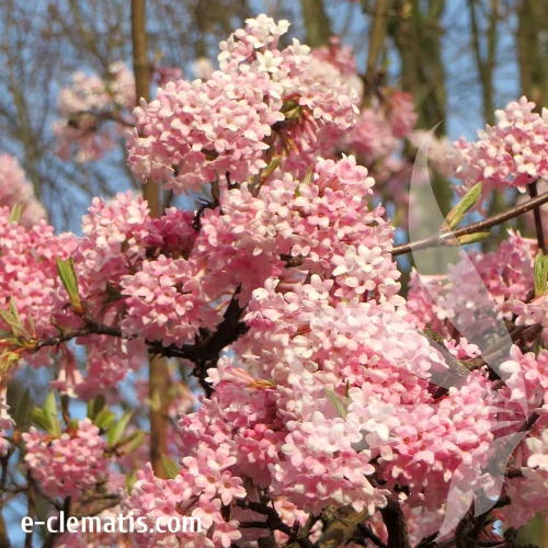 viburnum-bodnantense-dawn-2-e-clematis.webp