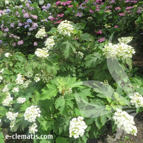 hydrangea--quercifolia-snow-queen-1-e-clematis.webp