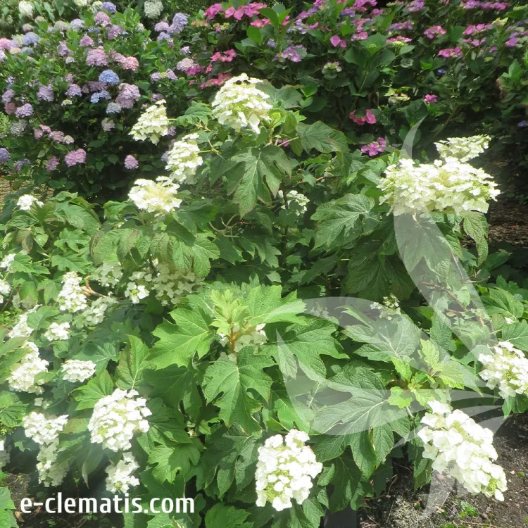 hydrangea--quercifolia-snow-queen-1-e-clematis.webp