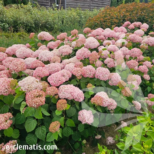 hydrangea-arborescens-candybelle-stand-up-pink-1-e-clematis.webp