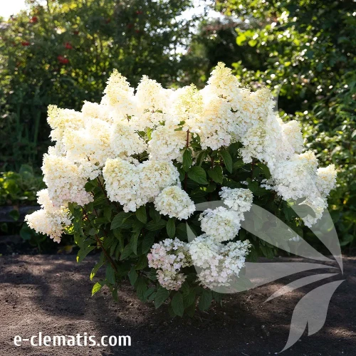 hydrangea-paniculata-living-little-blossom-2-e-clematis.webp