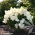 hydrangea-paniculata-living-little-blossom-2-e-clematis.webp