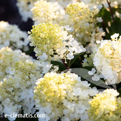 hydrangea-paniculata-living-little-blossom-1-e-clematis.webp