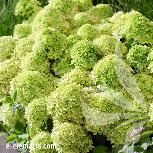 hydrangea-paniculata-living-little-apple-1-e-clematis.webp