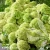 hydrangea-paniculata-living-little-apple-1-e-clematis.webp
