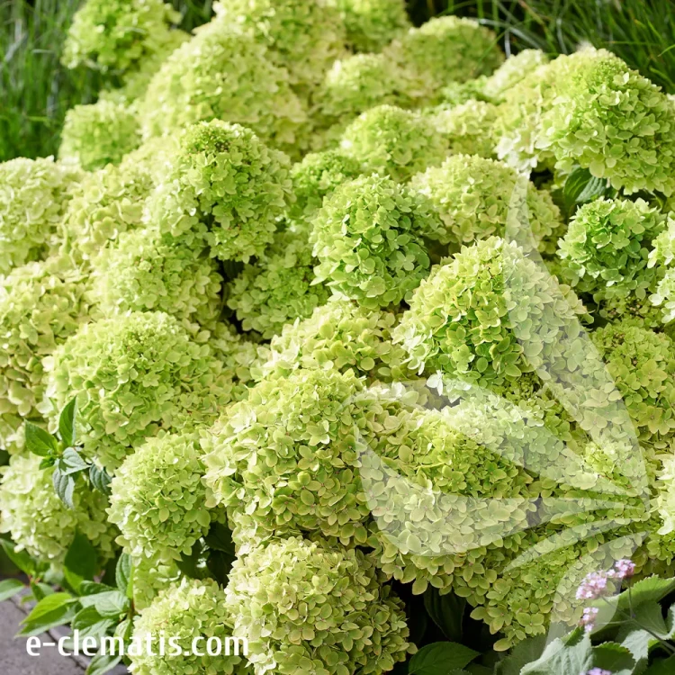 hydrangea-paniculata-living-little-apple-1-e-clematis.webp