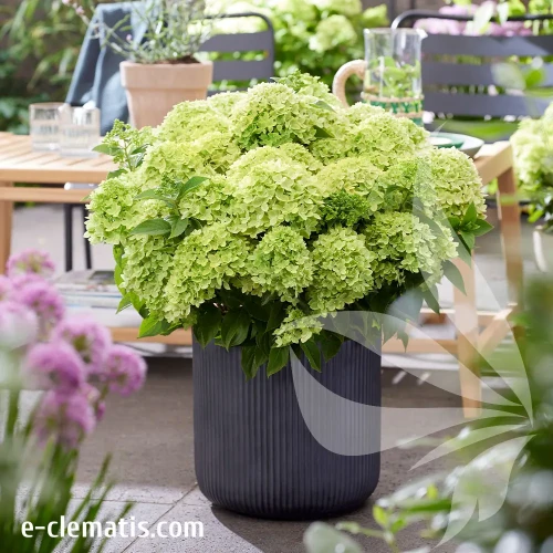 hydrangea-paniculata-living-little-apple-2-e-clematis.webp