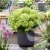 hydrangea-paniculata-living-little-apple-2-e-clematis.webp