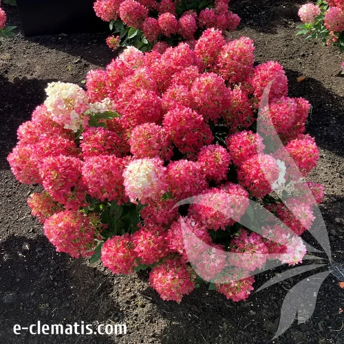 hydrangea-paniculata-living-little-rosy-2-e-clematis.webp