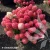 hydrangea-paniculata-living-little-rosy-2-e-clematis.webp