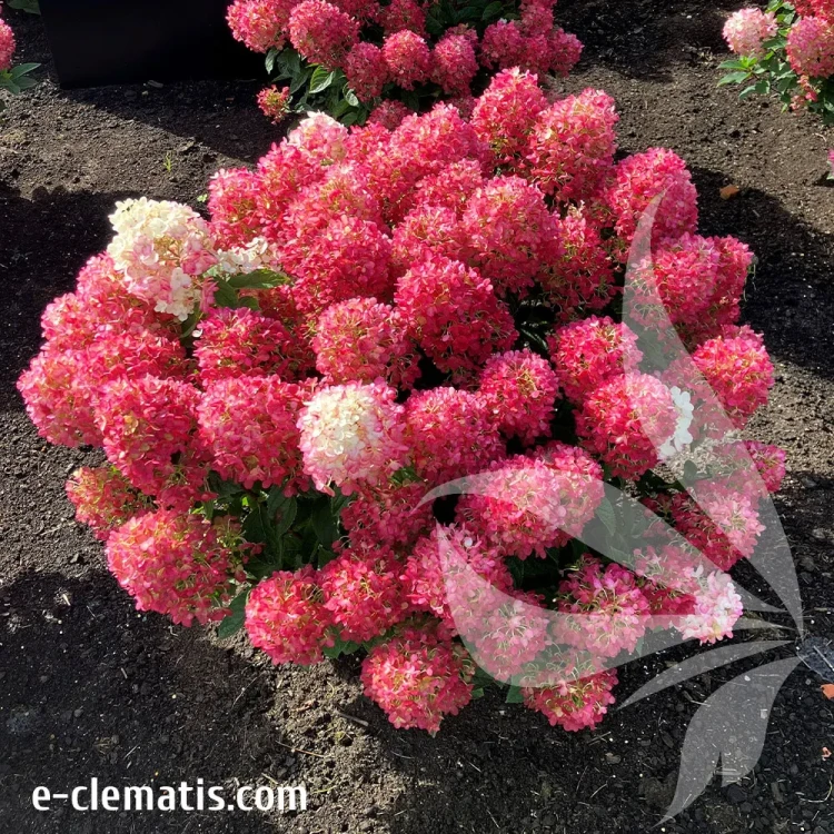 hydrangea-paniculata-living-little-rosy-2-e-clematis.webp