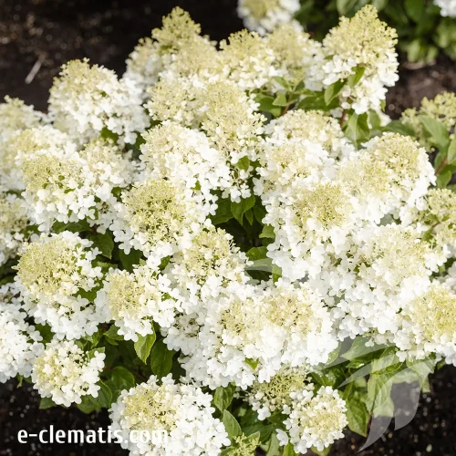 hydrangea-paniculata-living-little-rosy-1-e-clematis.webp
