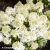 hydrangea-paniculata-living-little-rosy-1-e-clematis.webp