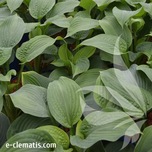hosta-t-rex-e-clematis.webp