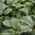 hosta-t-rex-e-clematis.webp