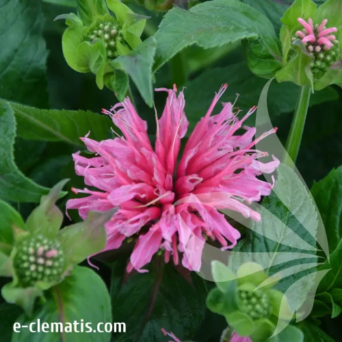 Monarda-SUGAR-BUZZ-Bubblegum-Blast.webp