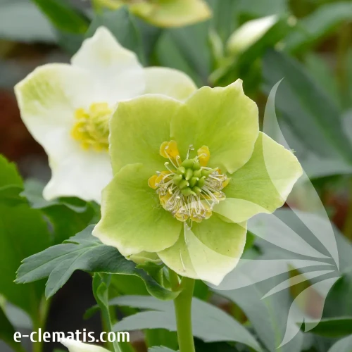 helleborus-mon-reve-2-e-clematis.webp