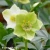helleborus-mon-reve-2-e-clematis.webp