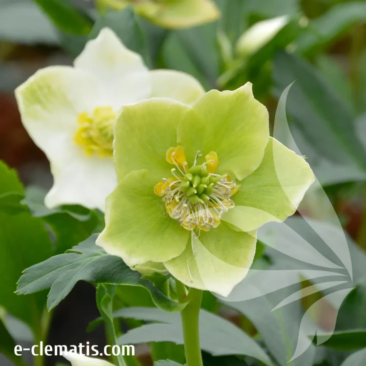 helleborus-mon-reve-2-e-clematis.webp