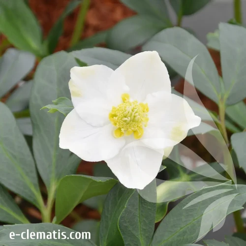helleborus-mon-reve-e-clematis.webp