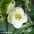 helleborus-mon-blanc-e-clematis.webp
