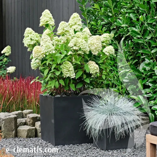 Hydrangea-paniculata-MAGICAL-CANDLE.webp
