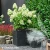 Hydrangea-paniculata-MAGICAL-CANDLE.webp