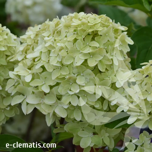 Hydrangea-paniculata-MAGICAL-CANDLE-2.webp