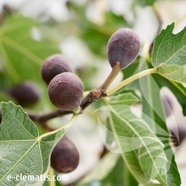 Ficus-Little-Miss-Figgy.webp