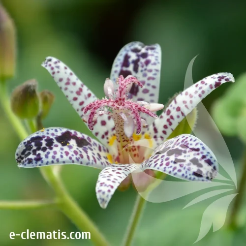 Tricyrtis-hirta.webp